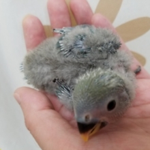 小桜インコ４連発！ブルーチェリーちゃん☆