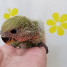 小桜インコ４連発！ノーマルちゃん☆