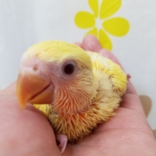 小桜インコ４連発！ルチノーちゃん☆
