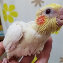 オカメインコルチノーちゃん☆