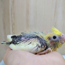 トサカは黄色です！オカメインコヒナパイドカラー