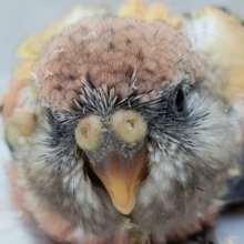 ピンクがいいねアキクサインコ