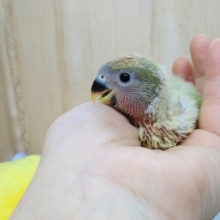 黄色の綿毛に包まれて〜小桜インコオパーリンヒナ来ました！