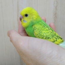 当店命名！若竹カラーのセキセイインコいますよ〜