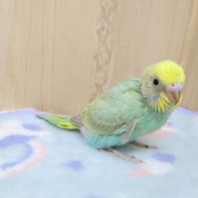 エメラルドグリーンのセキセイインコヒナ！来ましたよ〜