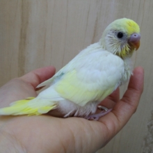 真っ黒なクリッとした目が可愛いです！セキセイインコクリームカラー