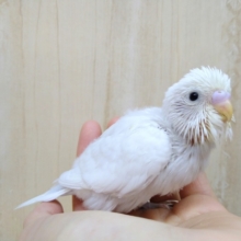 レアカラーのセキセイインコヒナ来ました！