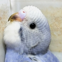セキセイインコ オパーリン
