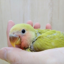 優しいグリーン、若草カラーの小桜インコヒナ来ました！