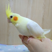 最新画像あり！ムチムチのオカメインコルチノーヒナ来ました！