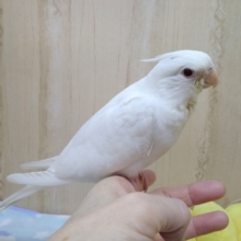 可愛いナデナデ動画あり！ついにトサカが立派になりました！オカメインコピュアホワイト〜