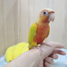 最新画像あり！輝く派手カラー☆ウロコインコサンチーク来ました！