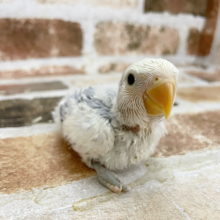 わたわた天使♡コザクラインコヒナ(バイオレットパイドオパーリン)