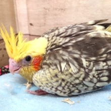 個性が出てきます☆　オカメインコ　パール　2021　5月1日