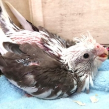 お早めにね！オカメインコ　ホワイトフェイスパイド　　2021　5月1日