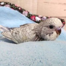 ｽﾃｷ☆　ジャンボセキセイインコ～　2021　5月1日