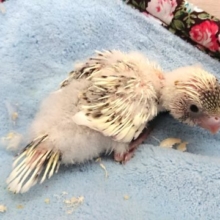 なかなか入荷がすくないもので。。セキセイインコ　４色ハルクィン～　2021　5月1日