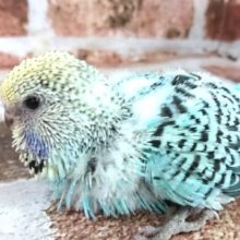 ジャンボです！文句なしの体格☆ジャンボセキセイインコ～～