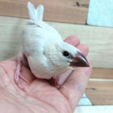 根強い人気☆シルバー文鳥さん♪