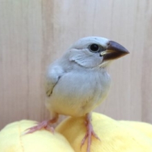 キリッと～シルバー文鳥～～