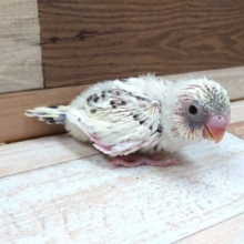 かなり久々の入荷です♪セキセイインコ　４色ハルクイン〜〜
