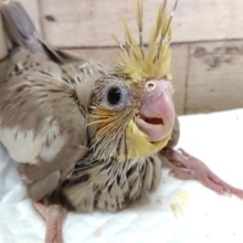 瞳が。。おおきいぃ～～☆オカメインコ シナモン！