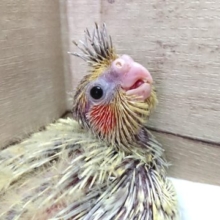笑顔ですっ☆オカメインコ シナモンパール