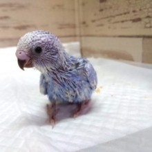 歩く姿、楽しそう～～　セキセイインコ　スパングル