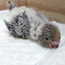 にんきですねっ　ジャンボセキセイ～～