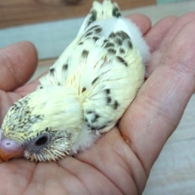 ふんわりやわらか～　クリームハルクィン～～