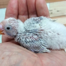 久しぶりに来ました♪セキセイインコ　ライラック～～