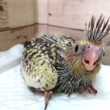 冠羽が感情の目印です～オカメインコ　パール　2021　5月13日