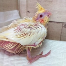 むちむちのオカメさんです！オカメインコ　ルチノー　2021　5月13日