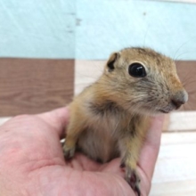おまたせしたかなー？？リチャードソンジリス♪可愛い。。