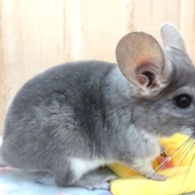 おすまし顔が、惹かれます～チンチラ　バイオレット～～