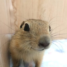 まだ緊張気味。大きな目のリチャードソンジリス～