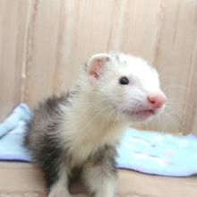 あそび好きですね～♪マーシャルフェレット　パンダ～～