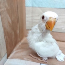 真っ白なコザクラインコ☆　アルビノになります～～