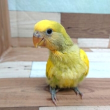 立ち姿が強烈に可愛い。。コザクラインコ　タイガーチェリーが来ましたっ