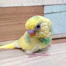 安定の人気手乗りセキセイインコ！　カラーは。。。