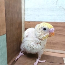 クリーム！　セキセイインコのクリームです！黒目です～