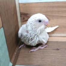 久々！ダブルファクター　ホワイト　セキセイインコですっ
