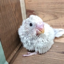 入荷数が少ないので、ぜひ会いに来て！セキセイインコ　ライラック～～