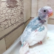 鮮やかなーセキセイインコ！パイドですっ