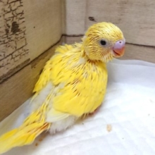 黄色の黒目さん♪セキセイインコ ダブルファクター イエローです
