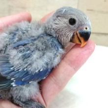 人気のカラーのコ！コザクラインコ　バイオレット～～