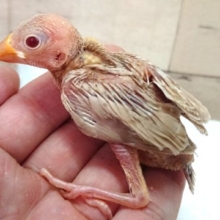 大人気です☆ナチュラルカラー、シナモン文鳥！