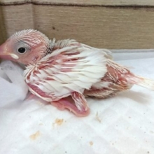 ムチムチに育ちそう♪♪　白文鳥〜〜