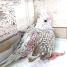 人気のカラーです！オカメインコ　ホワイトフェイスシナモンパールパイド　2021　5月21日