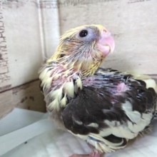 ちょっとクネクネタイプ？？。。オカメインコ　パイド　2021　5月21日
